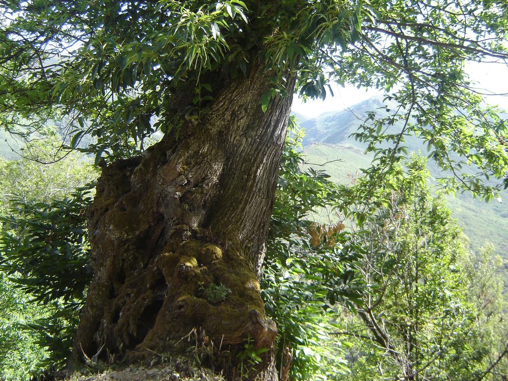 Carriles Romanos Odollo Esterno foto